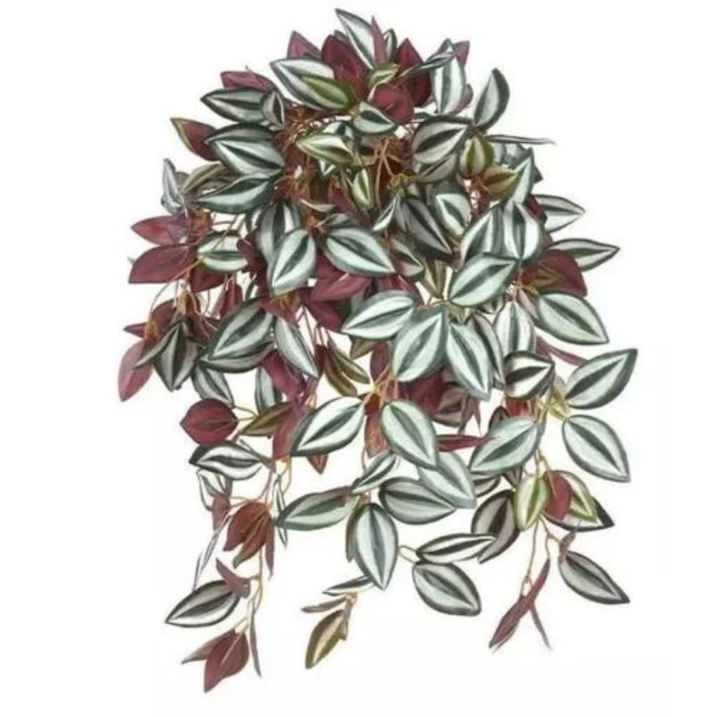 2 Folhagem Planta Pendente Lambari Outonado Jardim e Sala