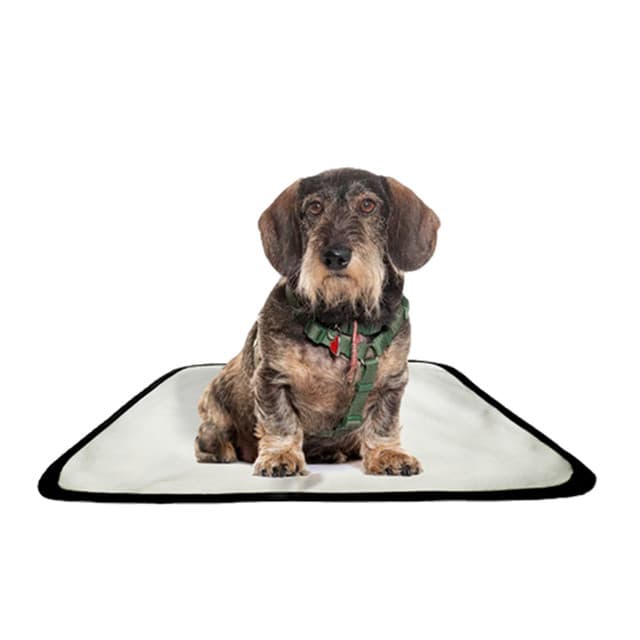 Tapete pet impermeável educador dog oferta 1 un P 50x60cm