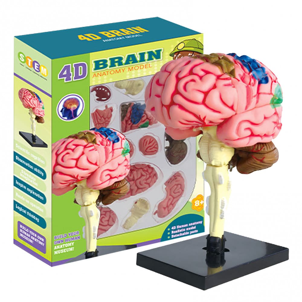 Modelo De Cérebro Humano 4D , Kit De Ciências De Estrutura Cerebral Removível , Brinquedo Educacional STEM Para Crianças