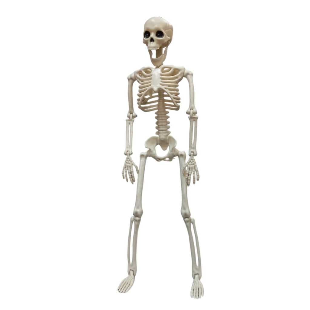 Esqueleto Humano Articulado 40cm Decoração Halloween