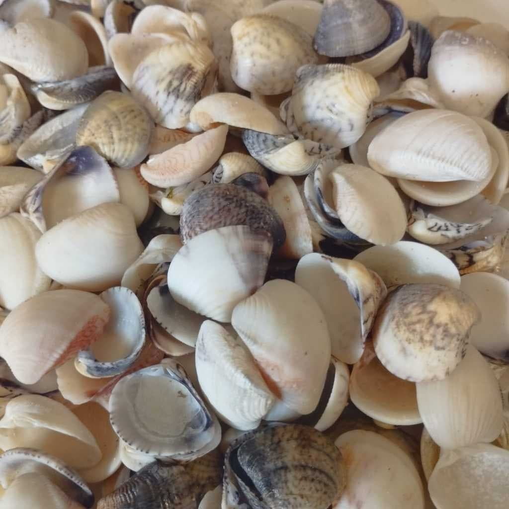 Concha de sarnambi - Naturais - 500g - Conchas do mar