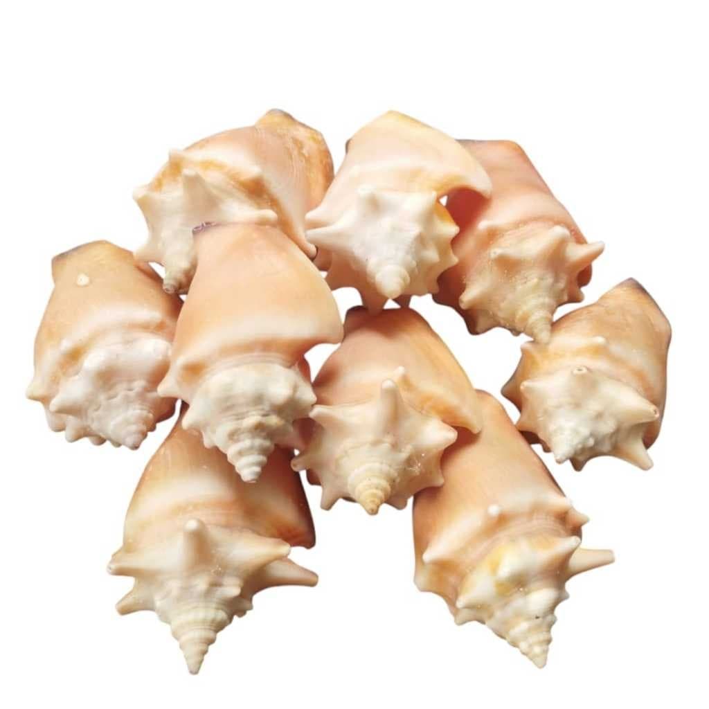 Búzios - Caramujos - Conchas do Mar - Concha Natural - 15 UNIDADES
