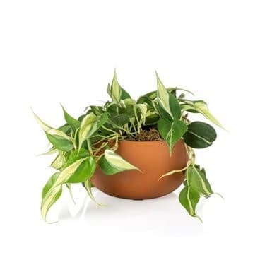 Vaso Cachepo DUE N6 Cuia 21 Plástico 24x14 cm Raiz Sem Furo