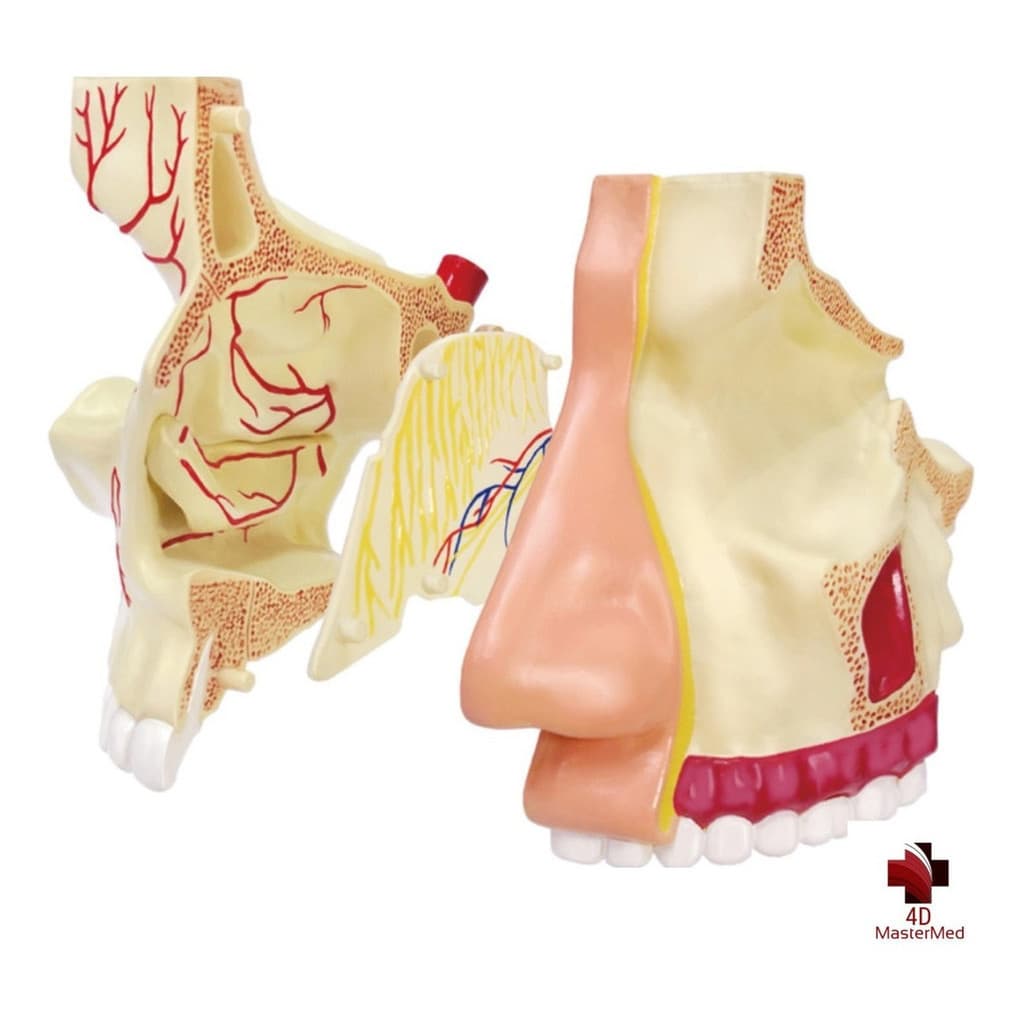 Anatomia do Nariz e Olfato - 4D MasterMed