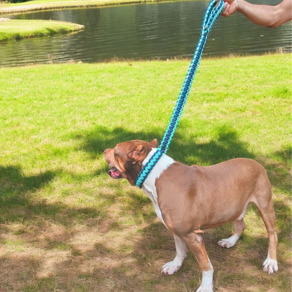 Guia coleira unificada artesanal super resistente cachorro grande médio porte enforcador reforçado