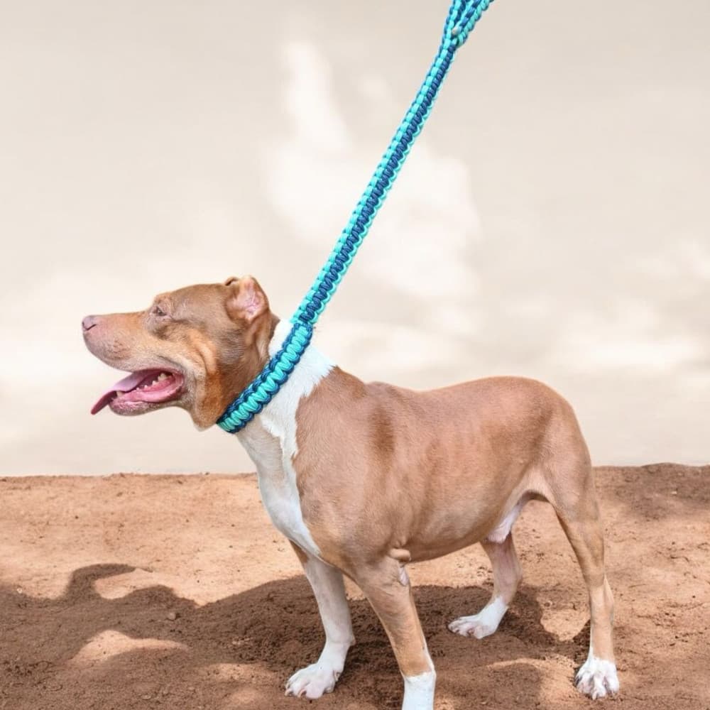 Coleira Confortável e Resistente para Cachorro de Médio e Grande Portes - Guia Unificada