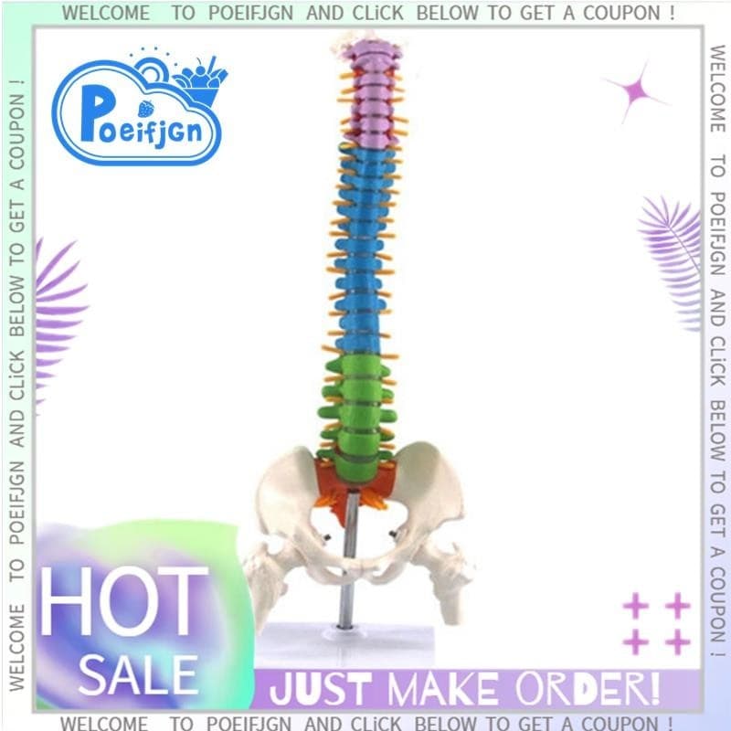 【 Poeifjgn 】 45Cm Com Anatomia Anatômica Humana Pélvica Modelo De Coluna Espinhal Recursos Didáticos Para Estudantes