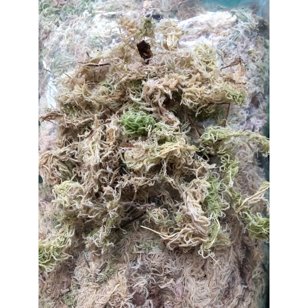 Musgo Substrato para Orquídeas - 3 litros