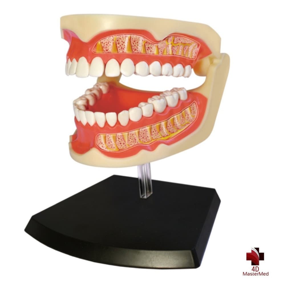 Anatomia da Arcada Dentária Adulta - 4D MasterMed