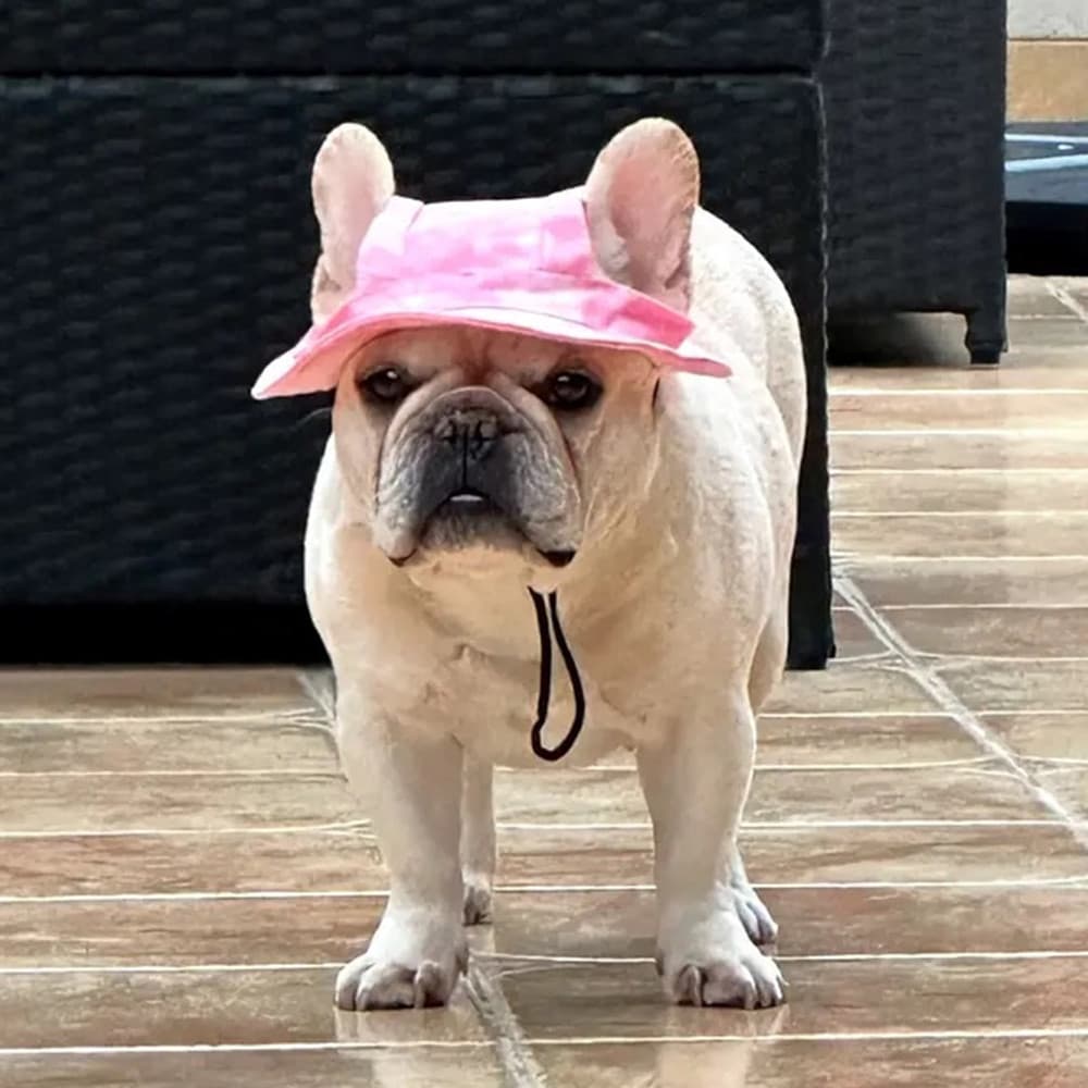 Bonitos Chapéus Buldogues Franceses De Estimação Com Furos Para As Orelhas Chapéu De Gato De Cachorro Grooming Sunhat