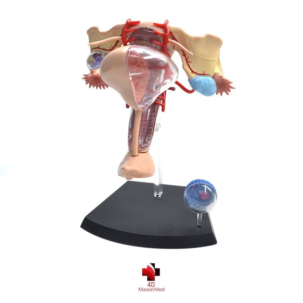 Anatomia do Órgão Reprodutor Feminino - 4D MasterMed