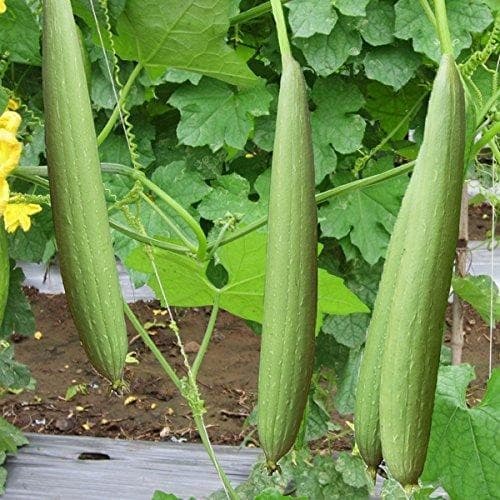 Sementes de Bucha Vegetal Luffa Suave (200-500 sementes) Patola Suave para Plantio Horta Jardim Alta Germinação
