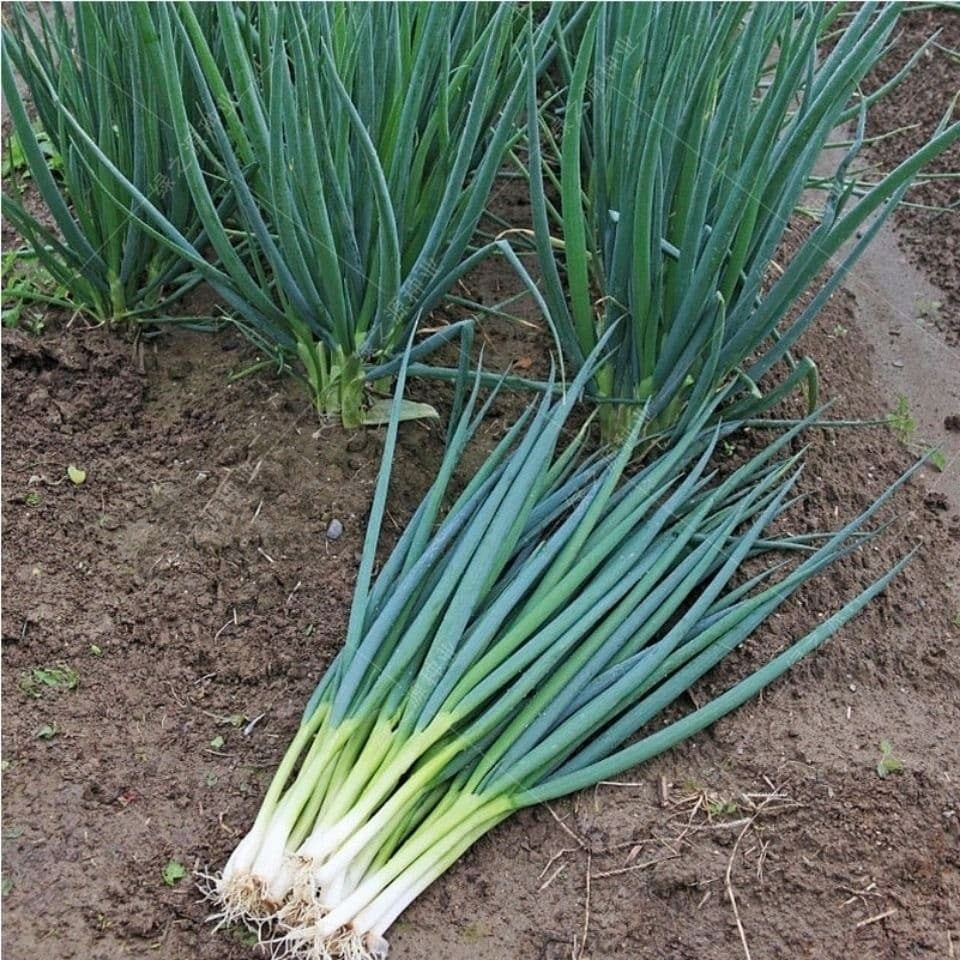 Sementes de Cebolinha 200/500 Unidades | Cebolinho Verde para Horta | Alta Germinação | Plantio Fácil