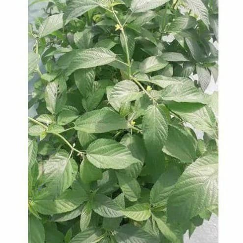 Sementes de Juta Saluyot (Corchorus olitorius) 200-500 Sementes |Hortaliça Folhosa Fácil de Plantar | Para Horta e Vasos