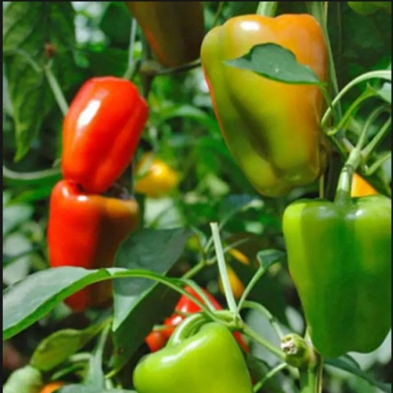 Sementes de Pimentão Bell Híbrido F1 Alta Germinação 200-500 Sementes para Plantio Horta Jardim