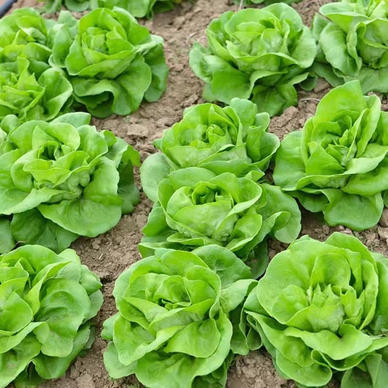 Sementes de Alface Manteiga Folha Lisa Alta Germinação | Variedade Rápida | 200 a 500 Sementes para Horta
