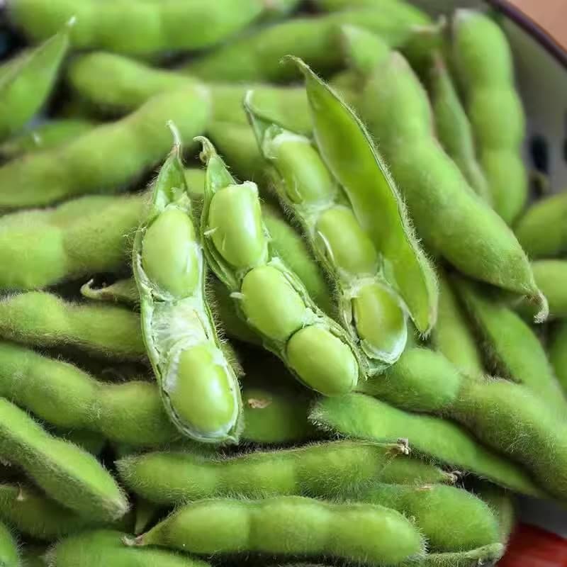 Sementes de Edamame Japonês Orgânico Soja Verde Alto Rendimento p/ Plantio Horta Jardim 200-500 Unid