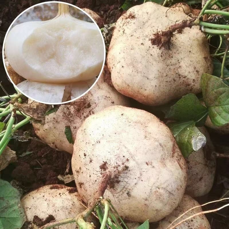 Sementes de Singkamas (Jicama) 200-500 Unid. Fácil de Plantar | Nabo Mexicano Raiz Crocante para Horta