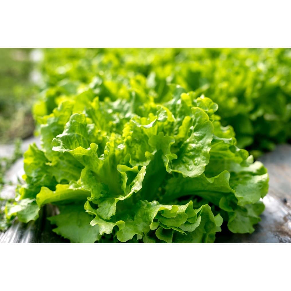 Sementes de Alface Folha Verde | Alta Germinação | Para Horta e Vasos | Variedade Crocante | 200 ou 500 Sementes