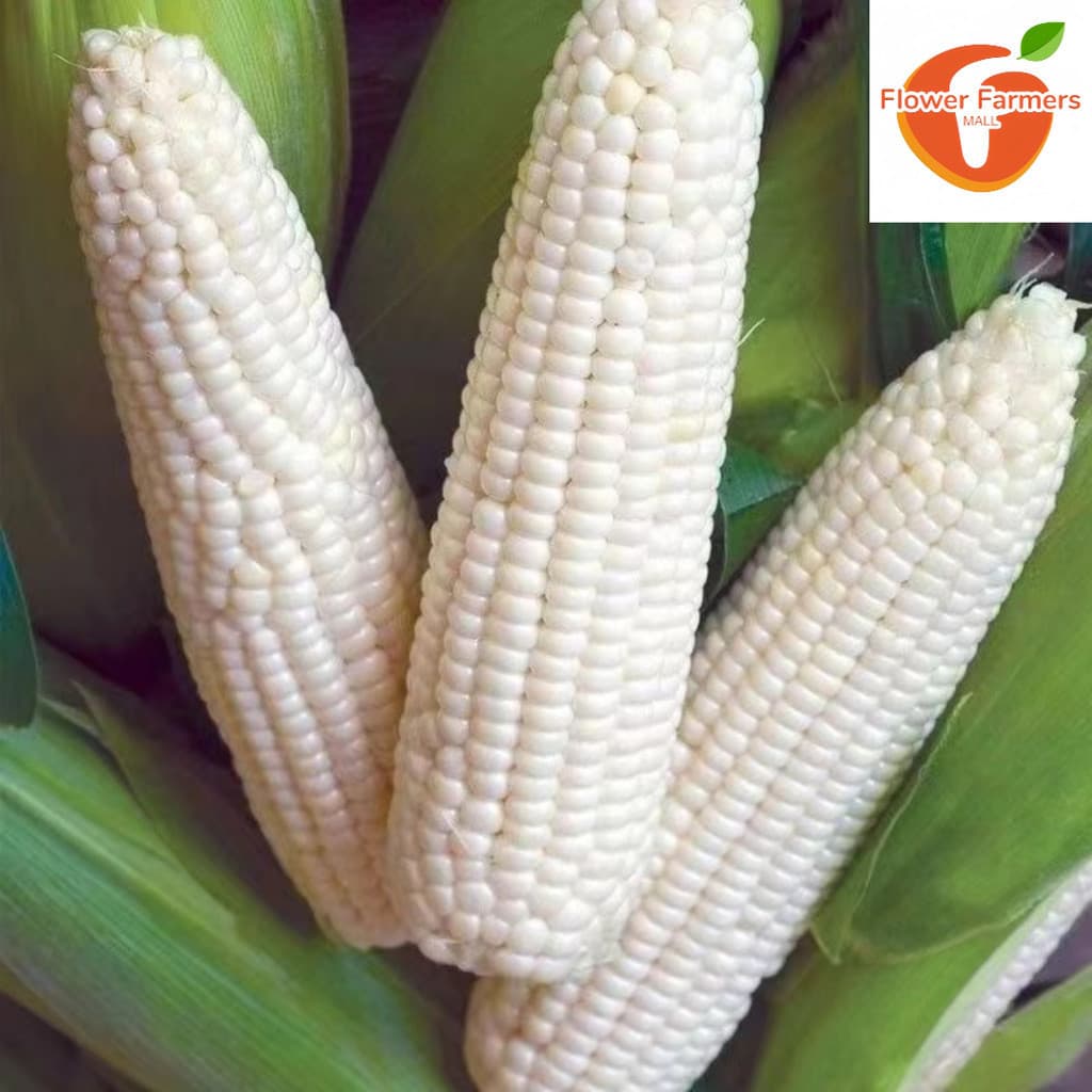 Sementes de Milho Branco Glutinoso Doce (Lagkitan/Milho Cera) 200-500 Sementes para Plantio Horta