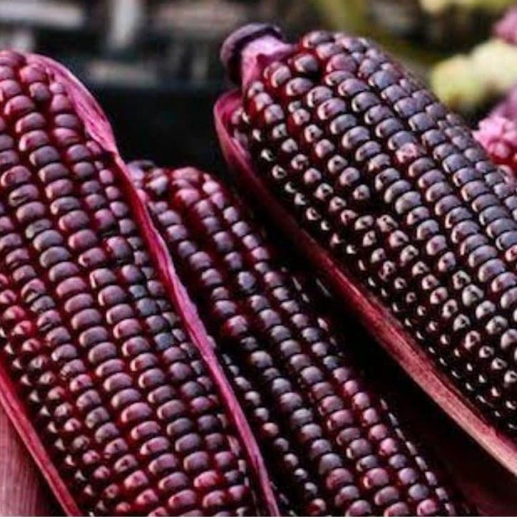 Sementes de Milho Doce Roxo Híbrido 200/500 Unidades Alta Germinação Para Plantio Horta Jardim