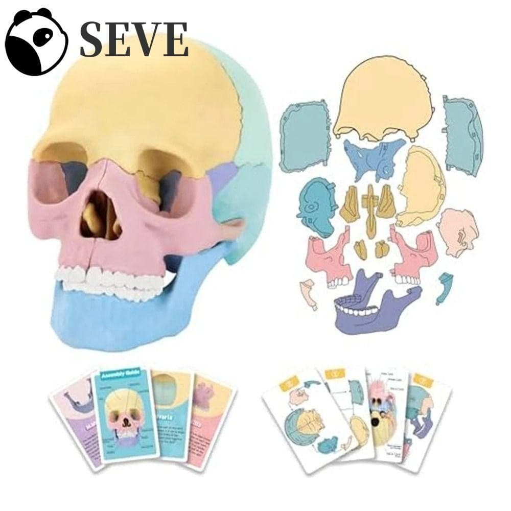 Modelo De Caveira De Anatomia SEVE , 4D Dental , Destacável 8 Cores 1 : 2 Humana Ensino Oral