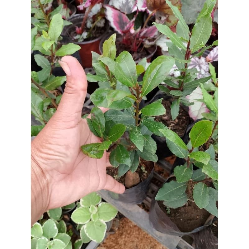 Sementes de Louro 200/500 Un + Mudas Enraizadas | Planta Aromática para Horta, Vaso e Jardim | Fácil Plantio