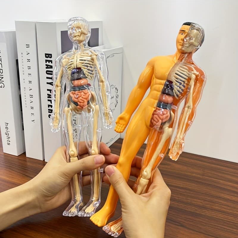 [Modelo De Anatomia] Conjunto De Humana Com 30 Peças | Kit STEM Educacional Para Adolescentes-Esqueleto De Ensino Médico