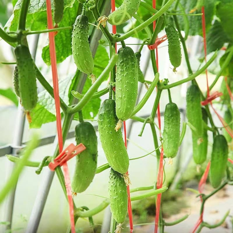 200/500 Sementes de Pepino Comum Alto Rendimento | Pepino Crocante para Horta | Sementes para Plantio Fácil