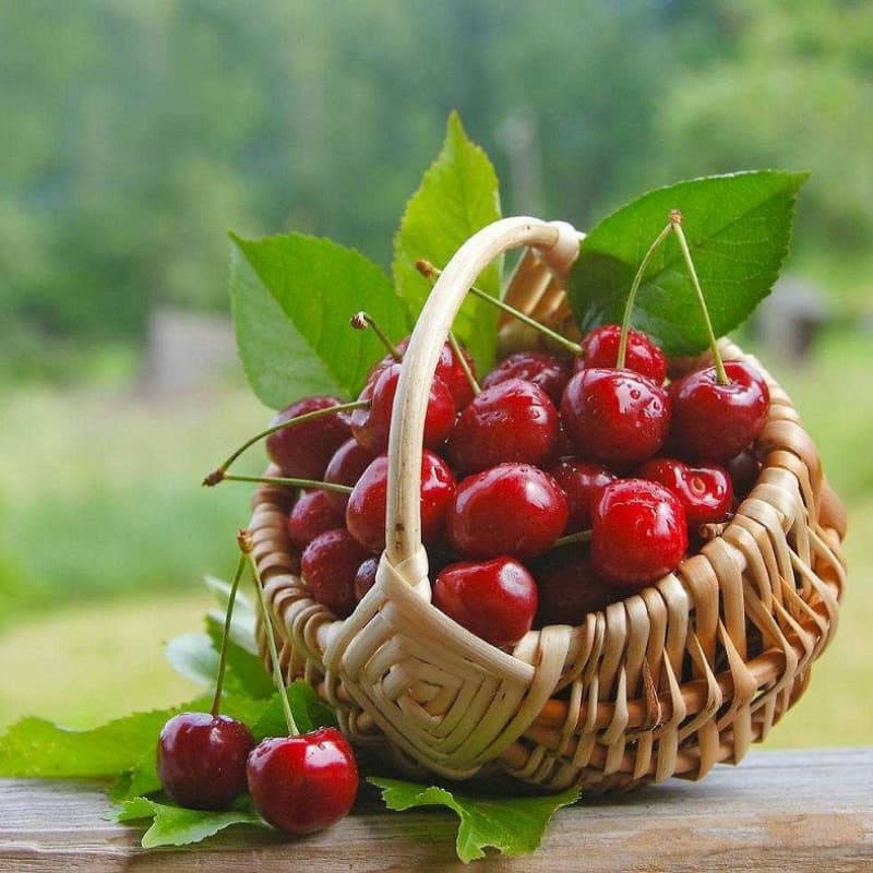Sementes de Cereja para Plantio 200/500PCS Fruta Doce Tropical Sementes de Cerejeira para Jardim e Horta