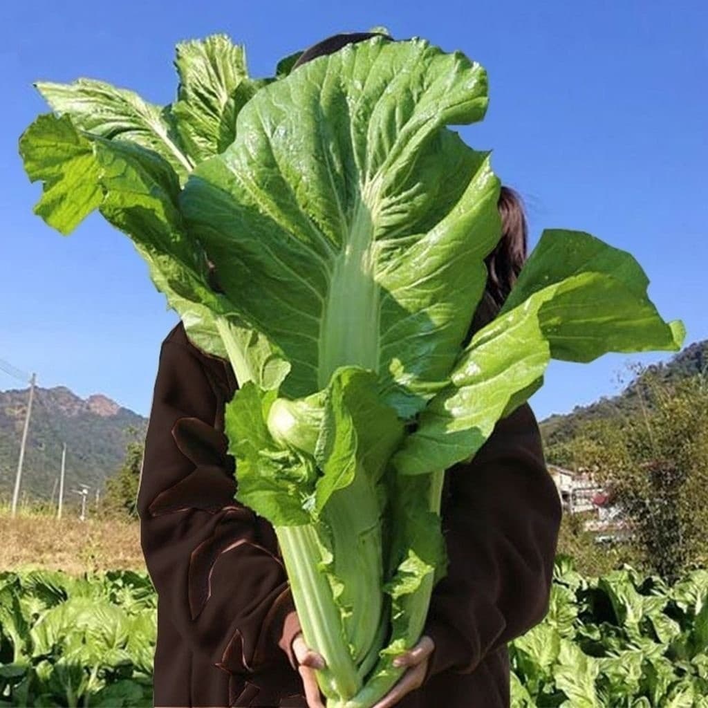 Sementes de Mostarda Chinesa (Mostarda Verde) 200-500 Unid | Hortaliça para Horta | Alta Germinação