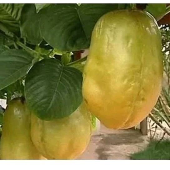 200 Sementes de Maracujá Gigante Premium para Plantio | Alta Germinação | Jardinagem Horta | Envio Rápido
