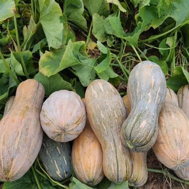 Sementes de Abóbora Super Doce Orgânica (Mel) 200/500 Unid | Legume Fácil de Plantar para Horta