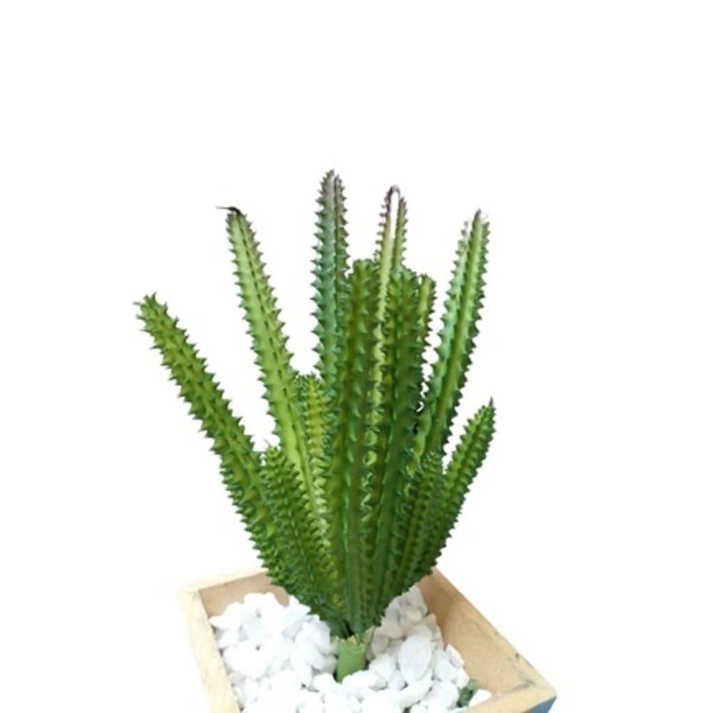 Suculenta Plantas Decorativas