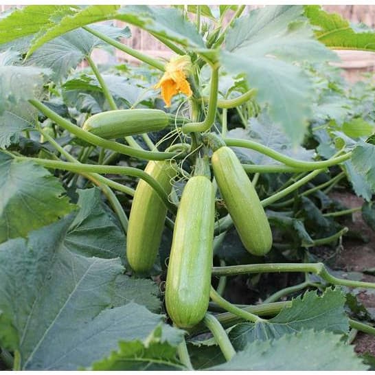 Sementes de Abobrinha Alto Rendimento | 200 ou 500 Sementes | Hortaliça para Horta e Jardim | Germinação Rápida