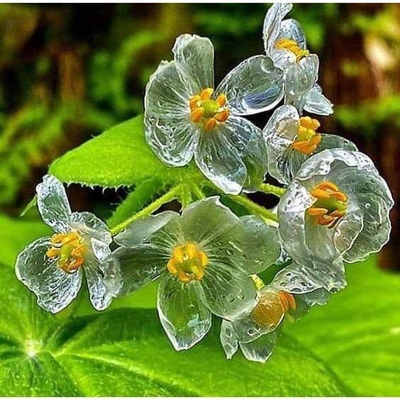 100 sementes flor cristal diphvleia gravi com manual de cultivo pronta entrega envio 24h I