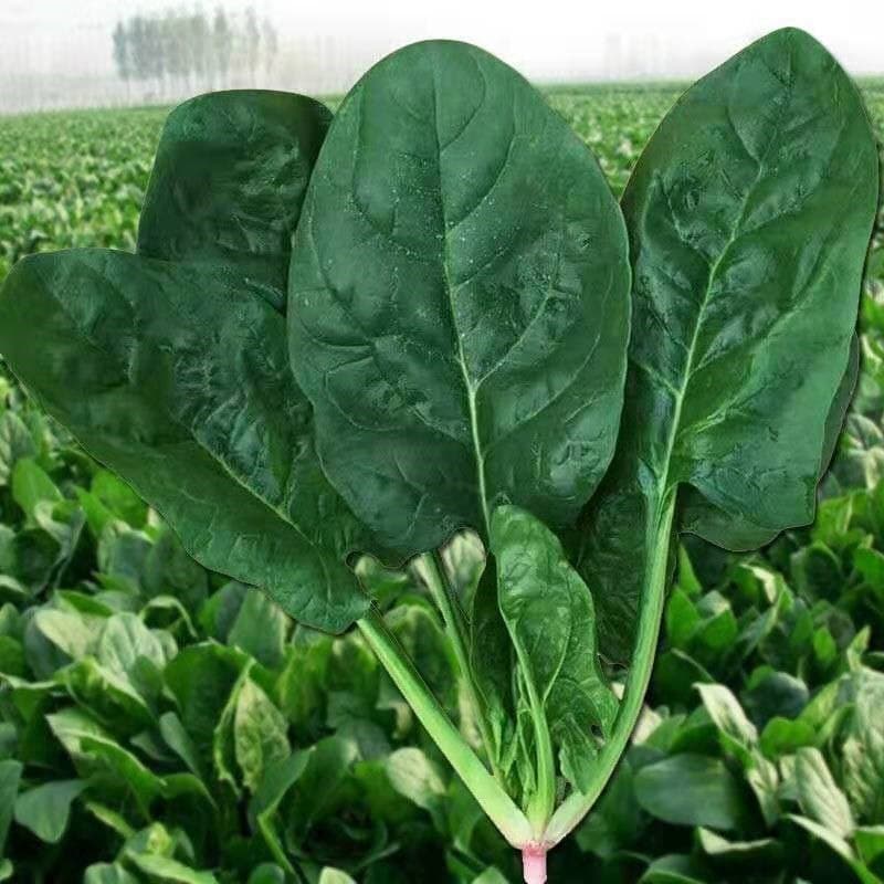 Sementes de Espinafre Orgânico Folha Grande Alto Rendimento 200-500 Unidades para Horta e Jardinagem