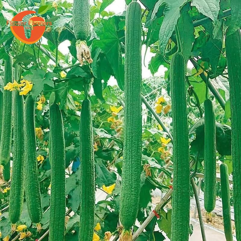 Sementes de Bucha Vegetal Patola Luffa Smooth 200-500 Sementes | Variedade Lisa p/ Plantio Horta Jardim