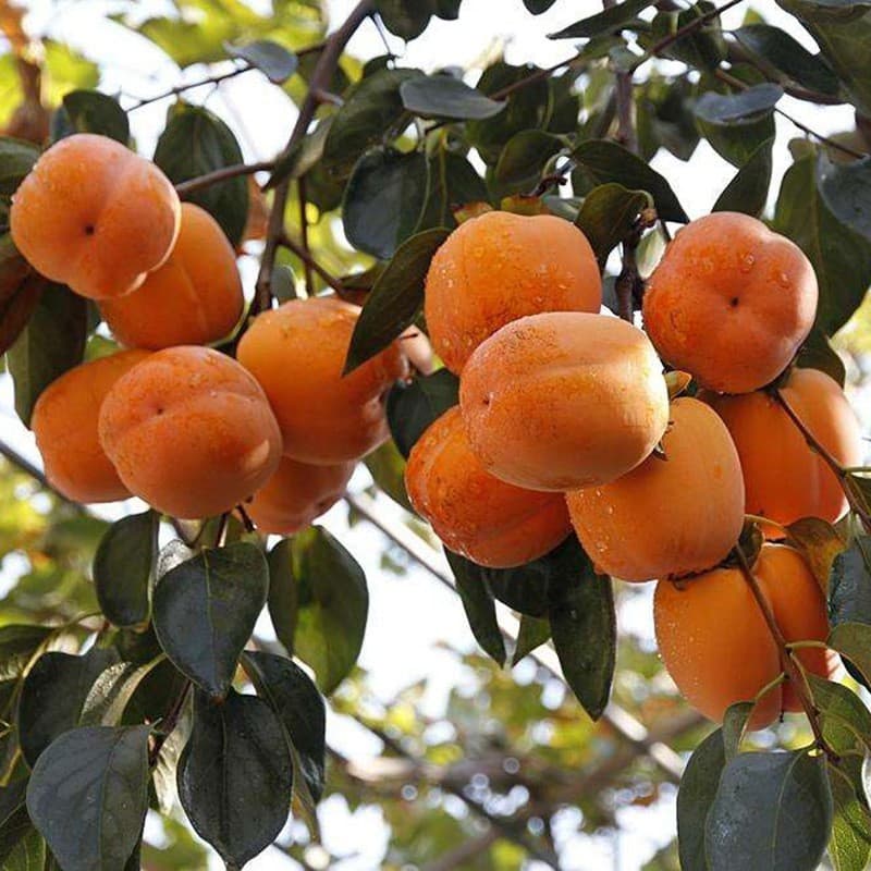 Sementes de Caqui 200-500 Unid | Frutas para Plantio | Fácil de Cultivar | Alto Índice de Germinação | Jardim/Horta