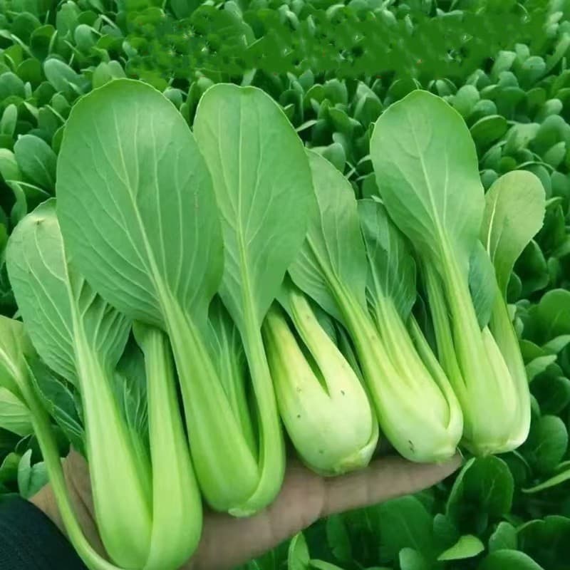 Sementes de Pak Choi Verde (200/500) Hortaliça Bok Choy Alta Germinação Produtiva para Horta Jardim