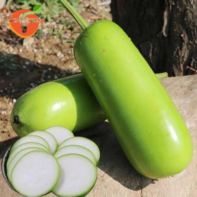 Sementes de Cabaça UPO (200-500 Sementes) | Vegetal para Plantio, Horta e Jardim | Alta Germinação