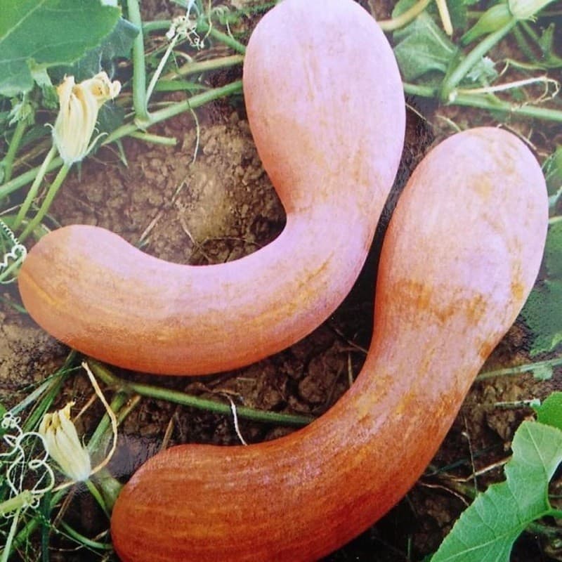Sementes de Abóbora Golden Hook Orgânica 200/500PCS para Plantio | Sementes de Legumes para Horta e Jardinagem