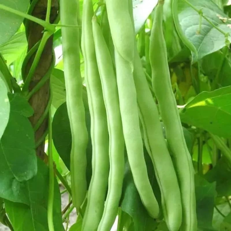 Sementes de Feijão Verde/Feijão Snap (200 ou 500 sementes) Feijão Francês para Horta | Alta Germinação