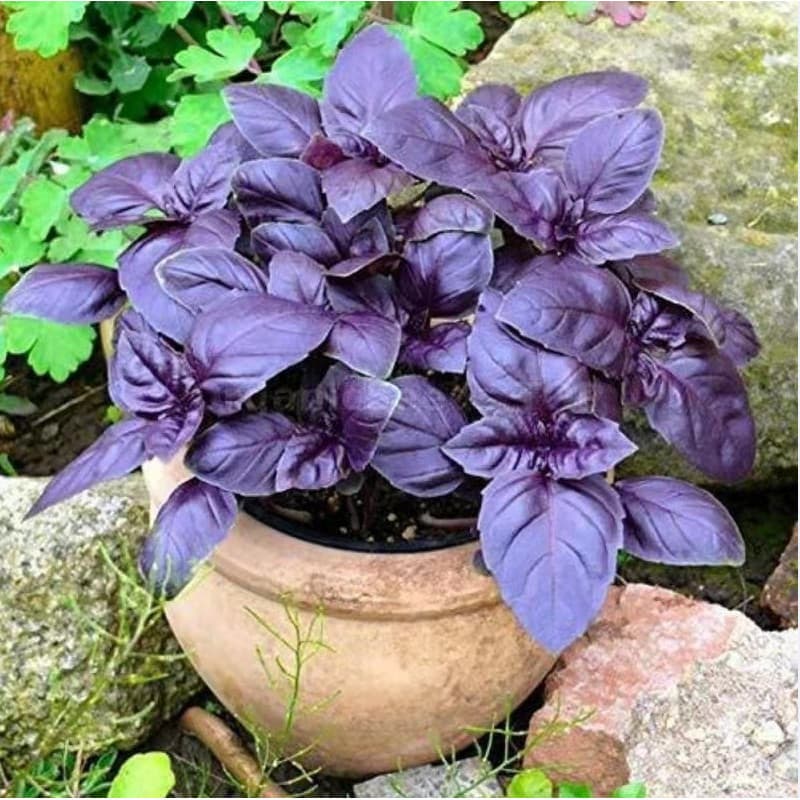 200/500 Sementes de Manjericão Roxo Doce e Genovese para Plantio | Ervas Aromáticas | Horta em Casa