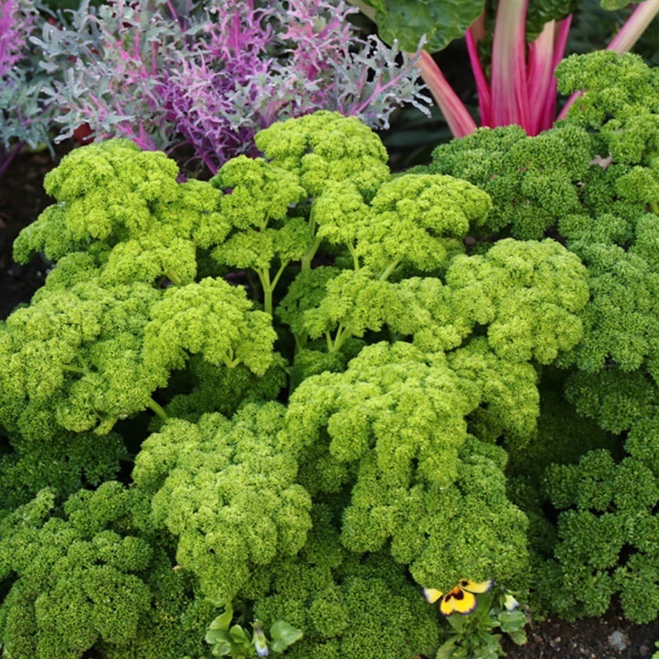 Sementes de Salsão Italiano Curly Moss Curly Alta Germinação | 200 a 500 Sementes p/ Horta e Vasos