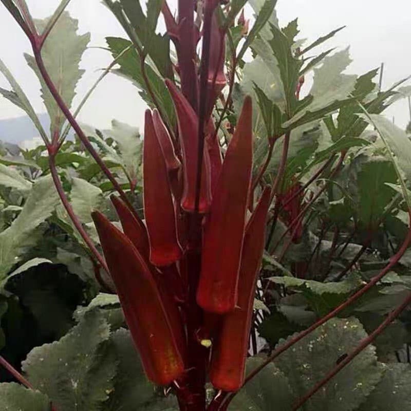 Sementes de Quiabo Vermelho Alto Rendimento 200/500 Unidades para Plantio Hortaliças Jardim e Horta