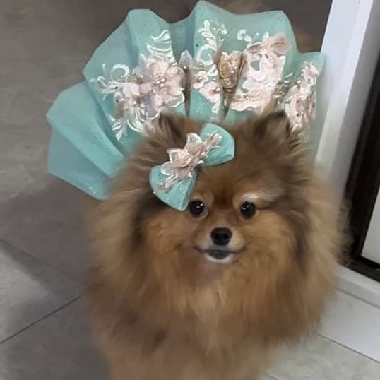 Roupa De Cachorro Fêmea | Vestido Pet | Laço Pet | Vestido De Tule Com Bordado