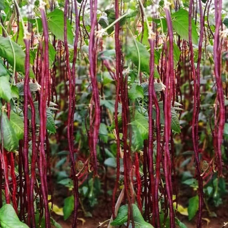 Sementes de Feijão Vagem Longo Vermelho Sitao Variado 200/500 Unidades | Leguminosa para Horta