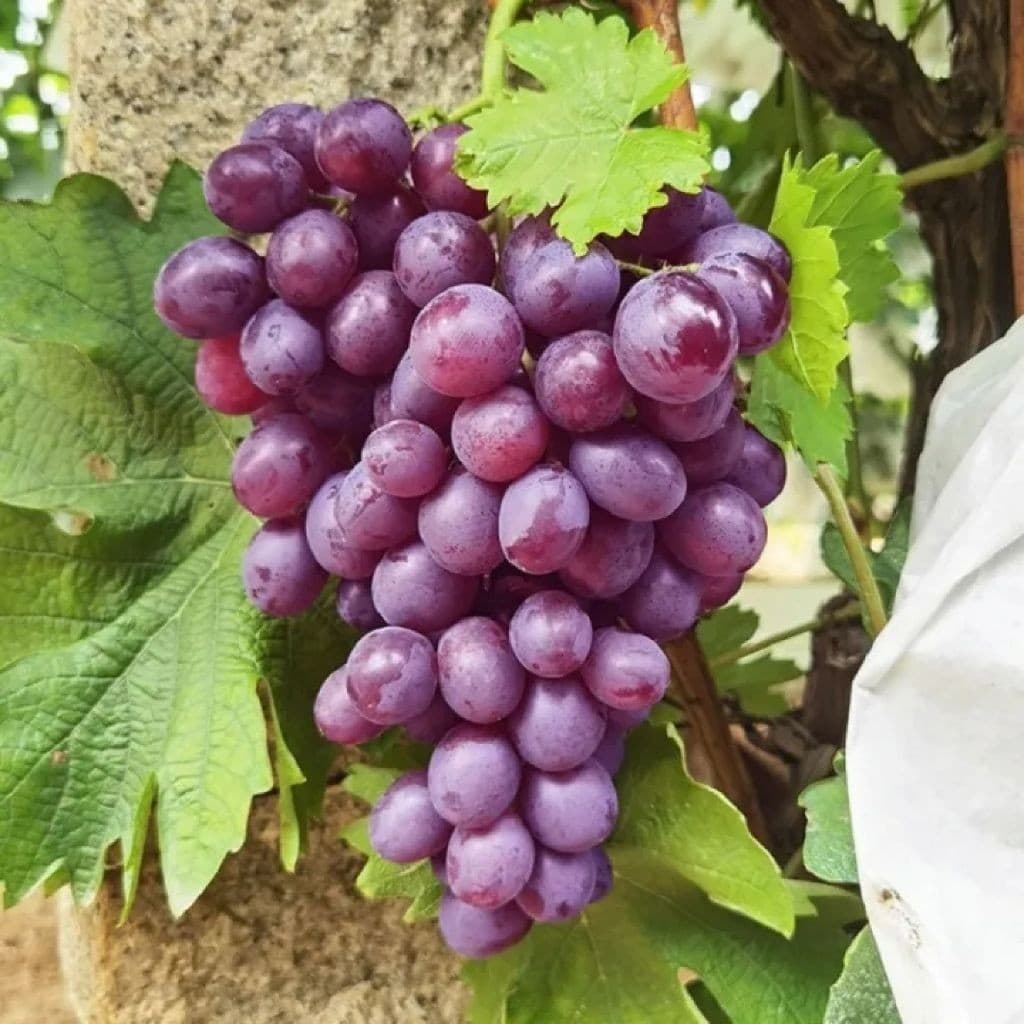 (200-500 Sementes) Sementes de Uva para Plantar | Planta Frutífera | Árvore Frutífera | Bonsai | Jardim e Horta