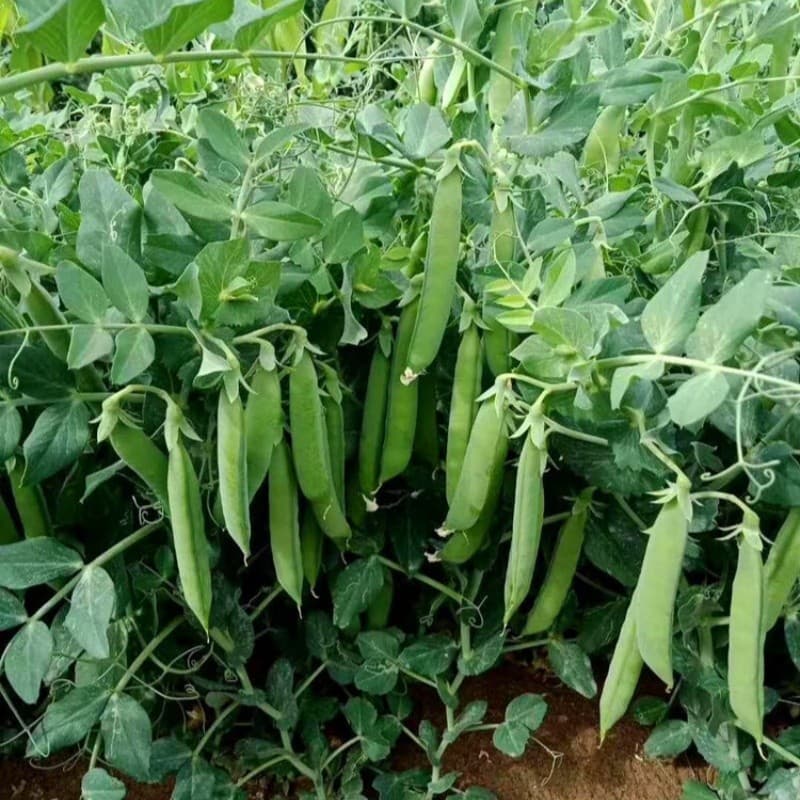 Sementes de Ervilha Doce Germinação Rápida | Fácil de Plantar e Cultivar | Horta em Casa | Sementes de Verduras